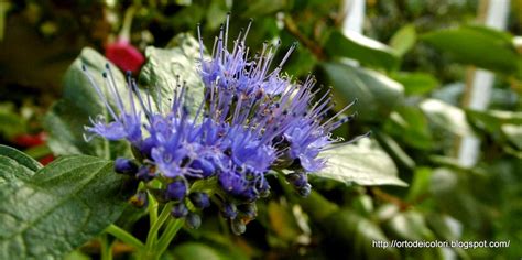 Sul mondo della flora spontanea. L'orto dei colori: Fiori Bianchi e blu.