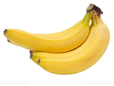 Bananas Now On The Brink Of Extinction