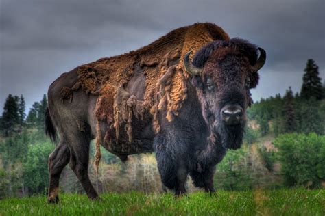 Montana Wildlife Photos American Bison Bison Buffalo Animal