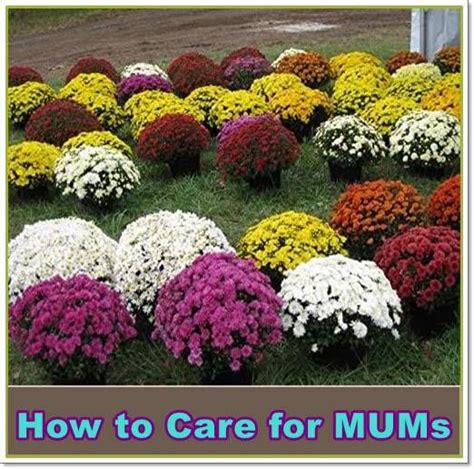 How To Care For Mums And Keep Them Blooming Wild Chrysanthemum Taxa Are