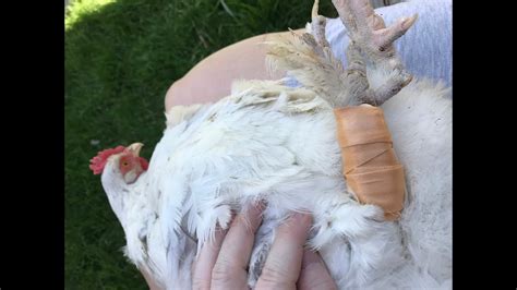 How To Reset A Dislocated Chicken Leg Update New Abettes