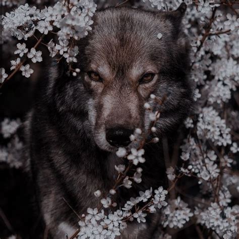 什凡尺凵 On Twitter In 2021 Werewolf Aesthetic Fantasy Aesthetic Wolf
