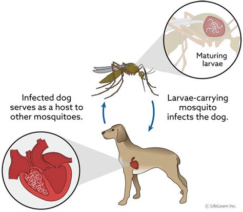 Picaduras De Mosquitos En Perros Cuidado Con Las Enfermedades