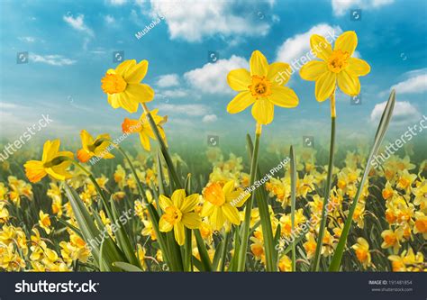 A Field Of Daffodils Against A Blue Sky With Soft Clouds Stock Photo