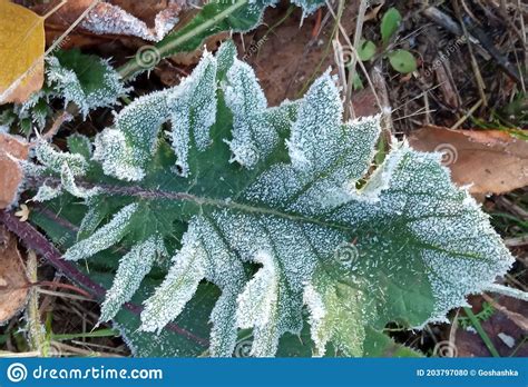 A Close Up Of Ice Crystals Formed On The Edge Of A Leaf Stock Photo