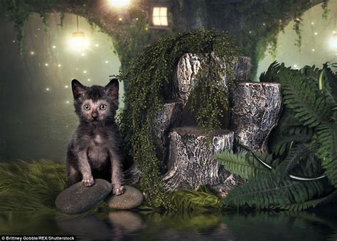 Creepy Christmas Images Of Werewolf Cats That Look Feral