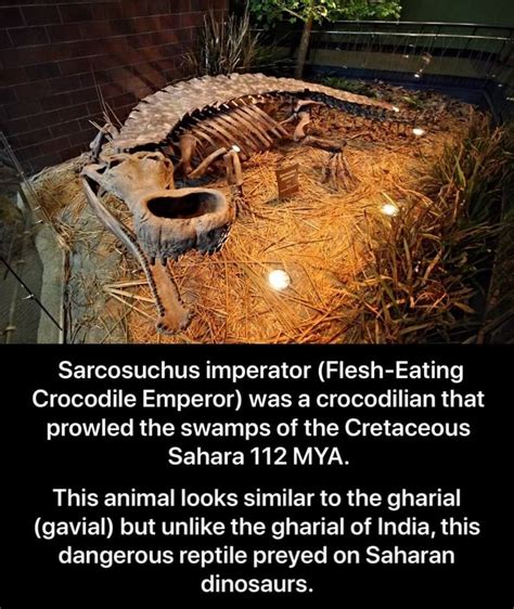 Sarcosuchus Imperator Flesh Eating Crocodile Emperor Was A Crocodilian That Prowled The Swamps