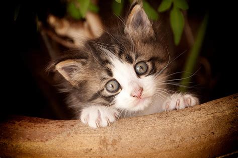 sweet cat photograph by manolis tsantakis fine art america