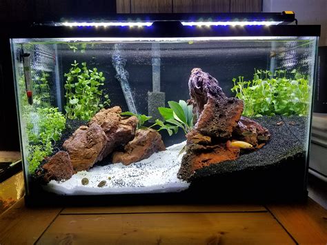 Beginners Guide To Setting Up Of A 10 Gallon Aquarium Fishxperts