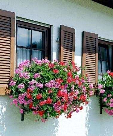 Estoy intentando identificar unas plantas colgantes que he visto en un balcon porque me han. Flores colgantes para balcón: fotos plantas - Geranios ...