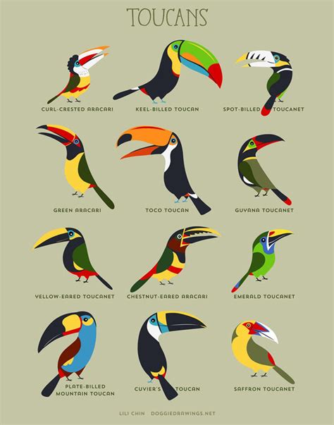 Toucans Art Print Toucan Art Bird Drawings Toco Toucan