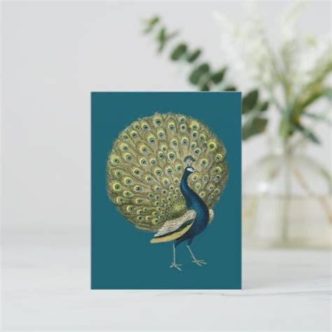 Vintage Peacock Postcard Zazzle