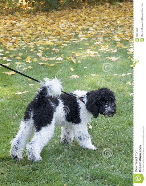 Poodle, mini poodle, standard poodle, tea cup poodle, toy portuguese water dog presa canario pug puggle queensland heeler rat terrier redbone coonhound rhodesian ridgeback rottweiler russian wolfhound saint bernard saluki samoyed schipperke schnauzer, giant schnauzer, mini schnauzer, standard scottish deerhound scottish fold scottish terrier Black And White Standard Poodle Puppy Stock Photo - Image ...