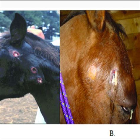 Pdf Systematic Review Effect Of Strangle On Health Of Equine Animals