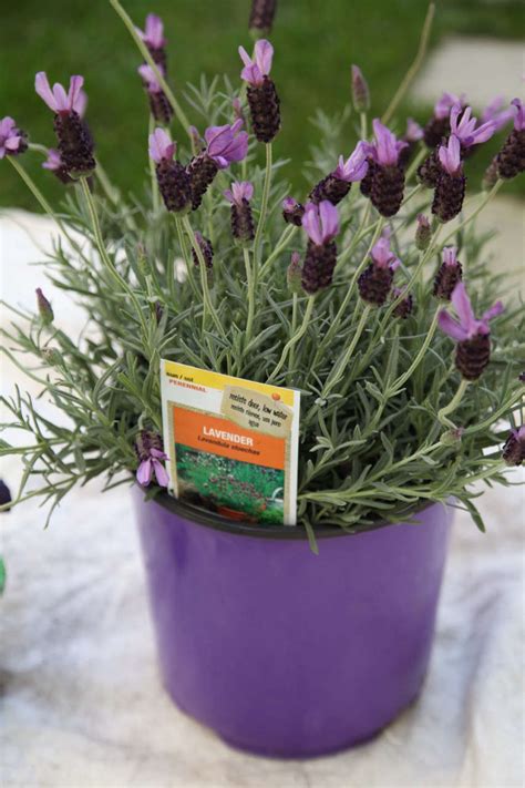 Home depot email alerts to receive this coupon for your next purchase over $50. A Pet-Friendly Kitchen Garden with The Home Depot - Gardenista