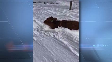 Hundreds Of Cows Killed Or Lost In Southeast Colorado Blizzard Fox31