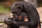 ANIMAL PLANET CELEBRATES MOTHERS’ DAY WITH MOMS OF THE WILD | Mother ...