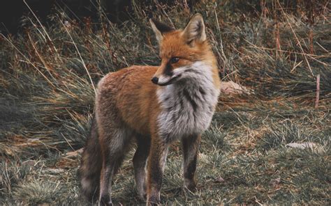 Download Wallpaper 3840x2400 Fox Predator Cub Grass Wildlife 4k