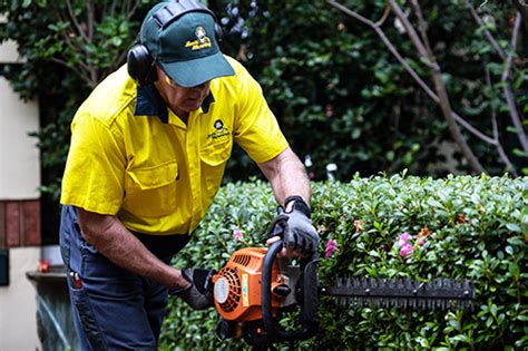 Hedging Pruning Trimming Lawn Mowing Garden Care Jims Mowing