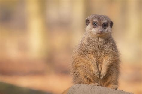 Meerkat 4k Ultra Hd Wallpaper