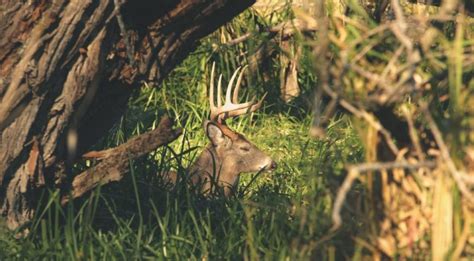 Topography Dictates Deer Behavior Bartyllas Whitetail Habitat Plans