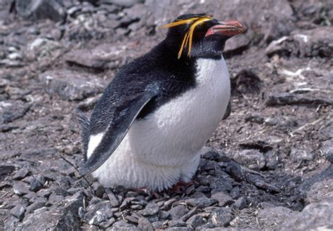 Types Of Penguins Species Facts And Adaptations