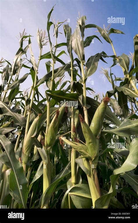 Maize Or Corn Zea Mays Subsp Mays Plants With Corn Cobs And Flowers