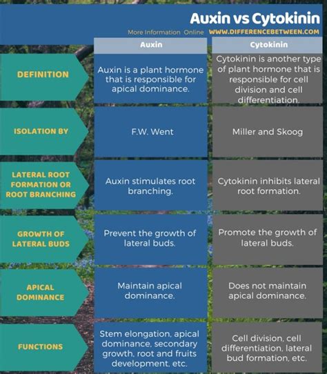 Difference Between Auxin And Cytokinin Compare The Difference Between