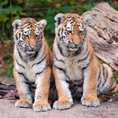 Two Tiger Siblings Flickr Photo Sharing Save The Tiger Tiger Love