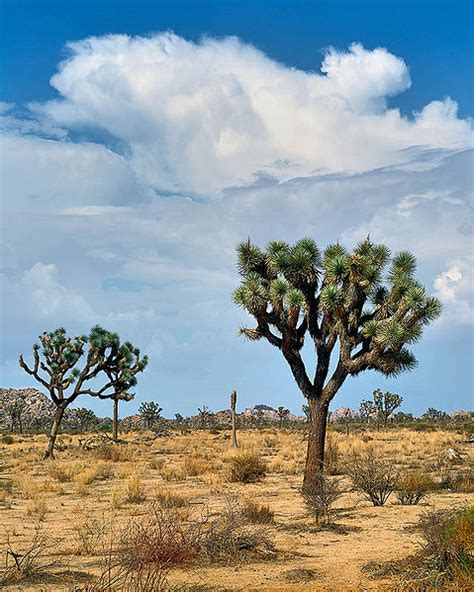 Joshua Tree National Park I Wish You Were Here