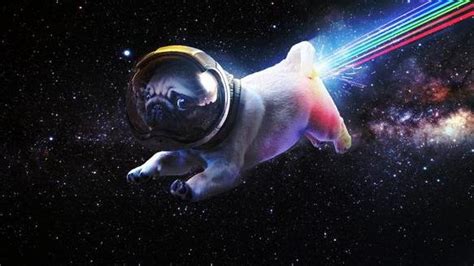 Space Pug Rainbow Cat Shower Curtain Funny Shower Curtains Pugs
