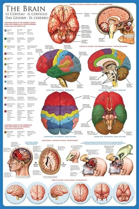 Anatomical Charts Neurological Posters Human Brain Laminated Chart