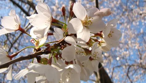Learn vocabulary, terms and more with flashcards, games and other study tools. Common Flowering Trees in Virginia | Garden Guides