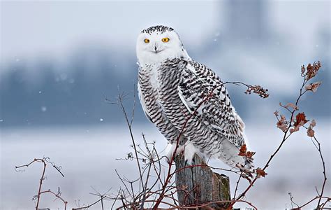 Hd Wallpaper Winter Snow Branches Bird Stump Snowy Owl