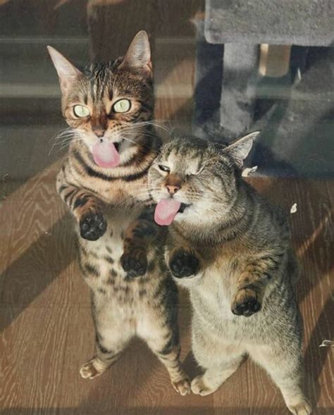 46 Felines Prove Two Cats Are Better Than One