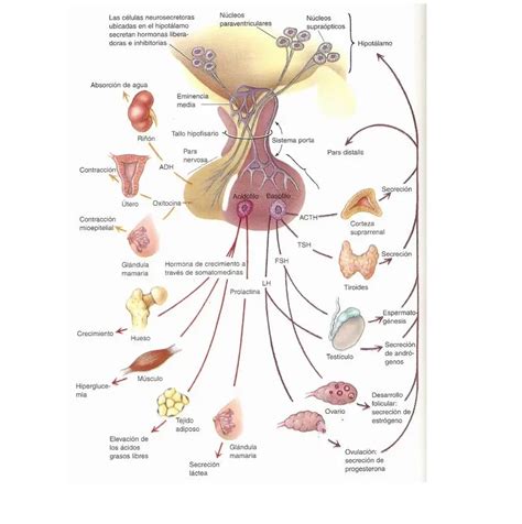 Sistema Endocrino Curiosidades Del Sistema Endocrino Images And The