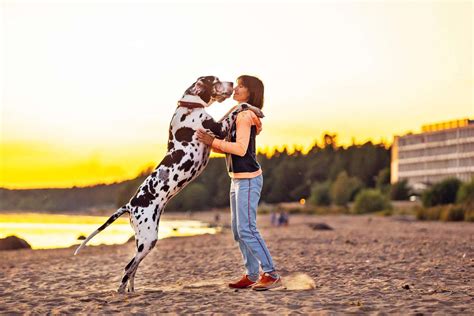 The 14 Tallest Dog Breeds Who Can Easily Look You In The Eye