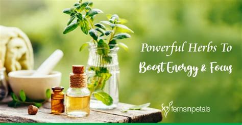 6 Powerful Herbs To Boost Energy And Focus