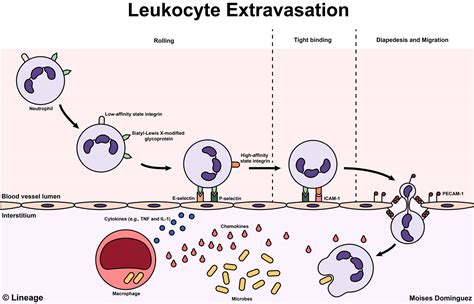 Leukocyte Extravasation Pathology Medbullets Step 1