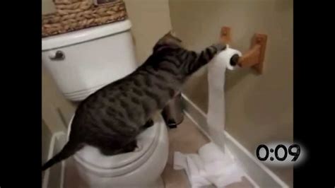 Cats Battling Toilet Paper Rolls Youtube