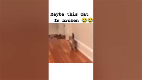 Broken Cat Funny Cats😻 Funny Animal V24😻 Shortsviralshorts