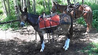 Gaited Mules - 2019 Colorado Trail Ride - YouTube