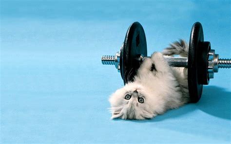 Cute White Cat Lifting Weights Cat At Gym Wallpaper Download 5120x3200