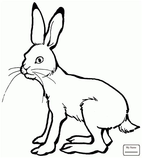 Black Tailed Jackrabbit Coloring Page Coloring Pages