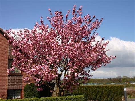 Japanische zierkirschen eignen sich wenn sie die zierkirsche als junges gehölz gepflanzt haben, genügt es, einen ersten schnitt zum. Japanische Nelkenkirsche 'Kanzan' - Prunus serrulata ...