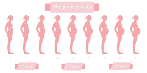 Pregnant Belly Stages By Week Pregnantbelly