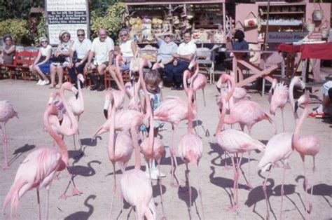 Vintage 1960s Kodachrome Amateur 35mm Slide Young Girl With Bahamas Flamingos Ebay
