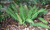 PlantFiles Pictures: Dryopteris Species, Black Wood Fern, Shaggy Shield ...