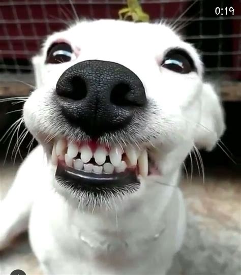 Smile Cute Dogs Smiling Animals Smiling Dogs