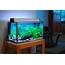 Is A 40 Litre Fish Tank Good Size  Aquatics World
